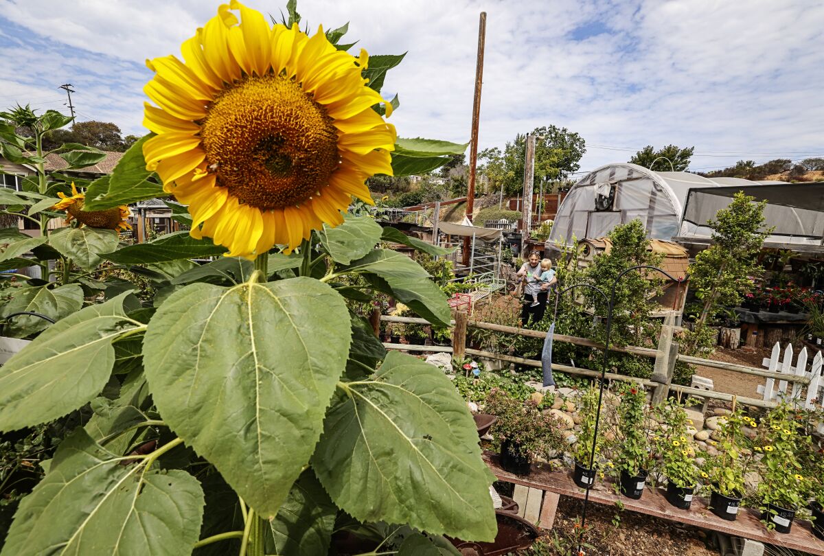 A giant sunflower on display at a nursery.