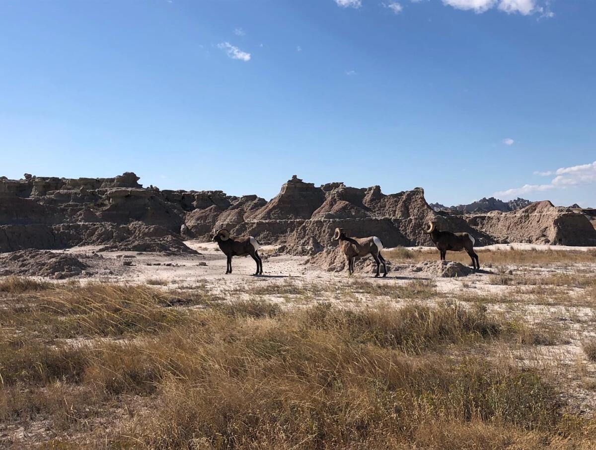 Three bighorn sheep on a brown grassy area, with brown hills as a backdrop 