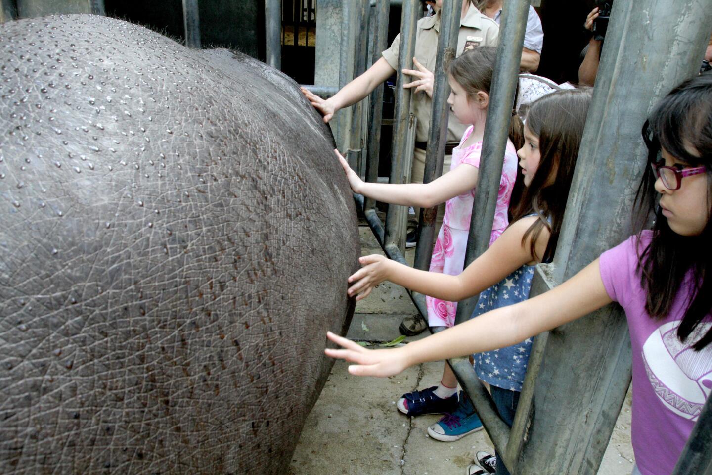 Photo Gallery: L.A. Zoo's new behind the scenes hippo encounter