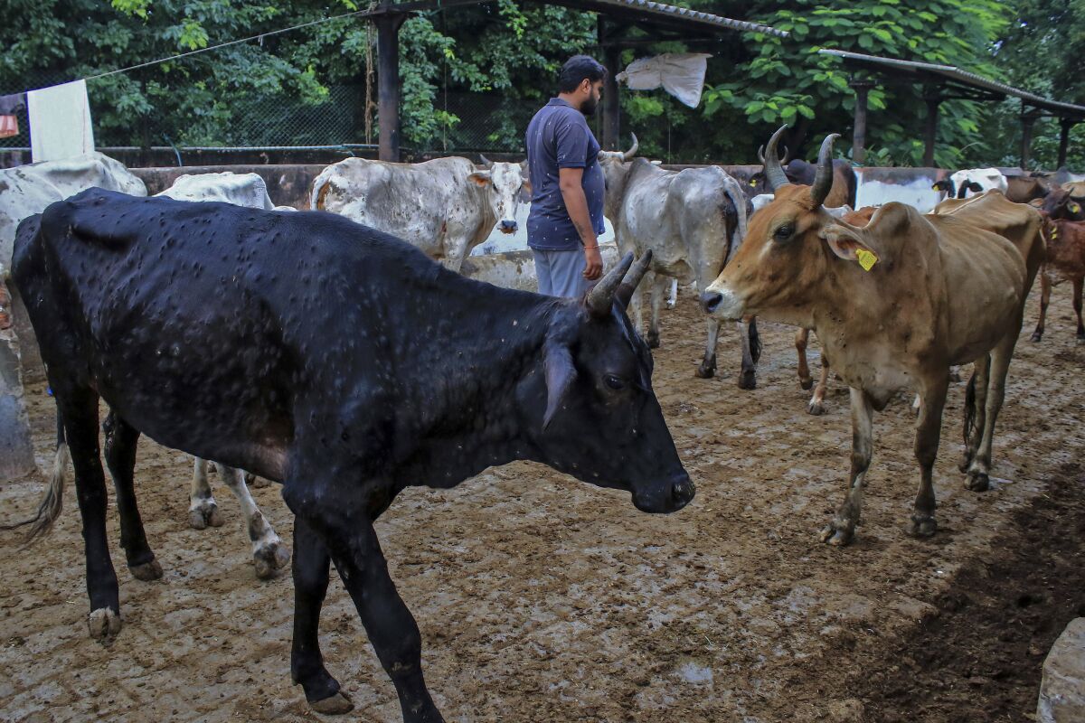 A man stands amid cows infected with lumpy skin disease at a cow shelter in Jaipur, Rajasthan state, India, Sept. 21, 2022. Infected cows and buffaloes get fever and have lumps on their skin. The viral disease that is spread by insects like mosquitoes and ticks has killed at least 100,000 cows and buffaloes in India and sickened more than 2 million. (AP Photo/ Vishal Bhatnagar)