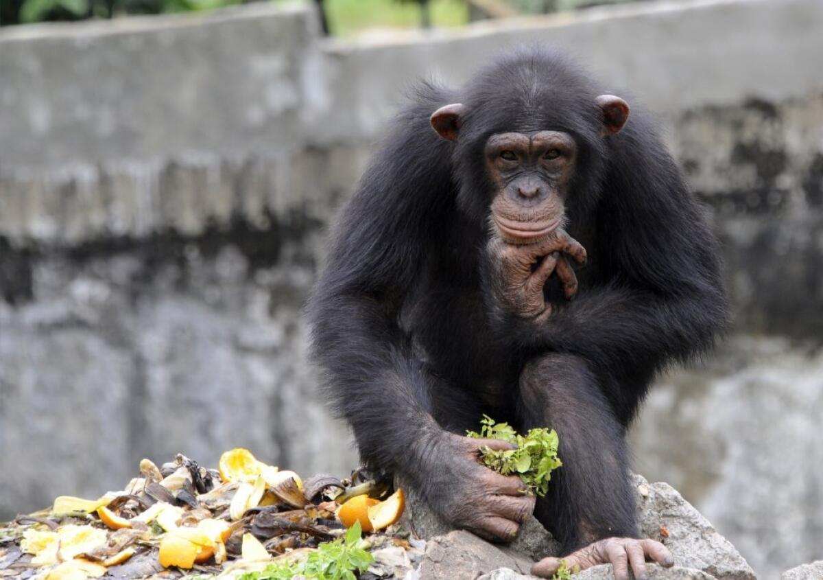 A chimpanzee holds lettuce at the zoo in Abidjan, Ivory Coast. Scientists at Georgia State University put chimps through a battery of IQ tests and found that much of their intelligence is inherited.