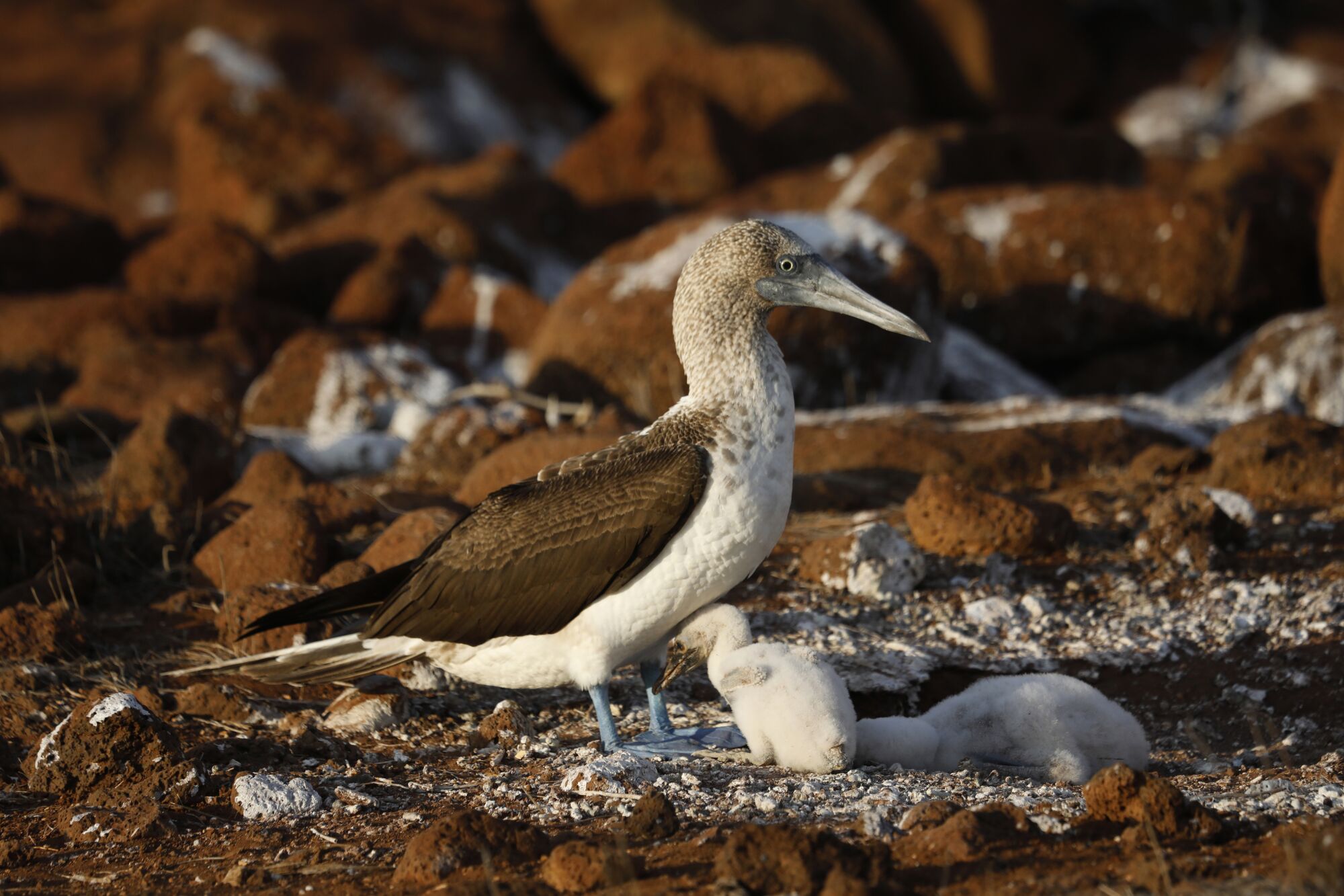 A blue-footed booby tends to her chicks on North Seymour Island in the Galapagos.