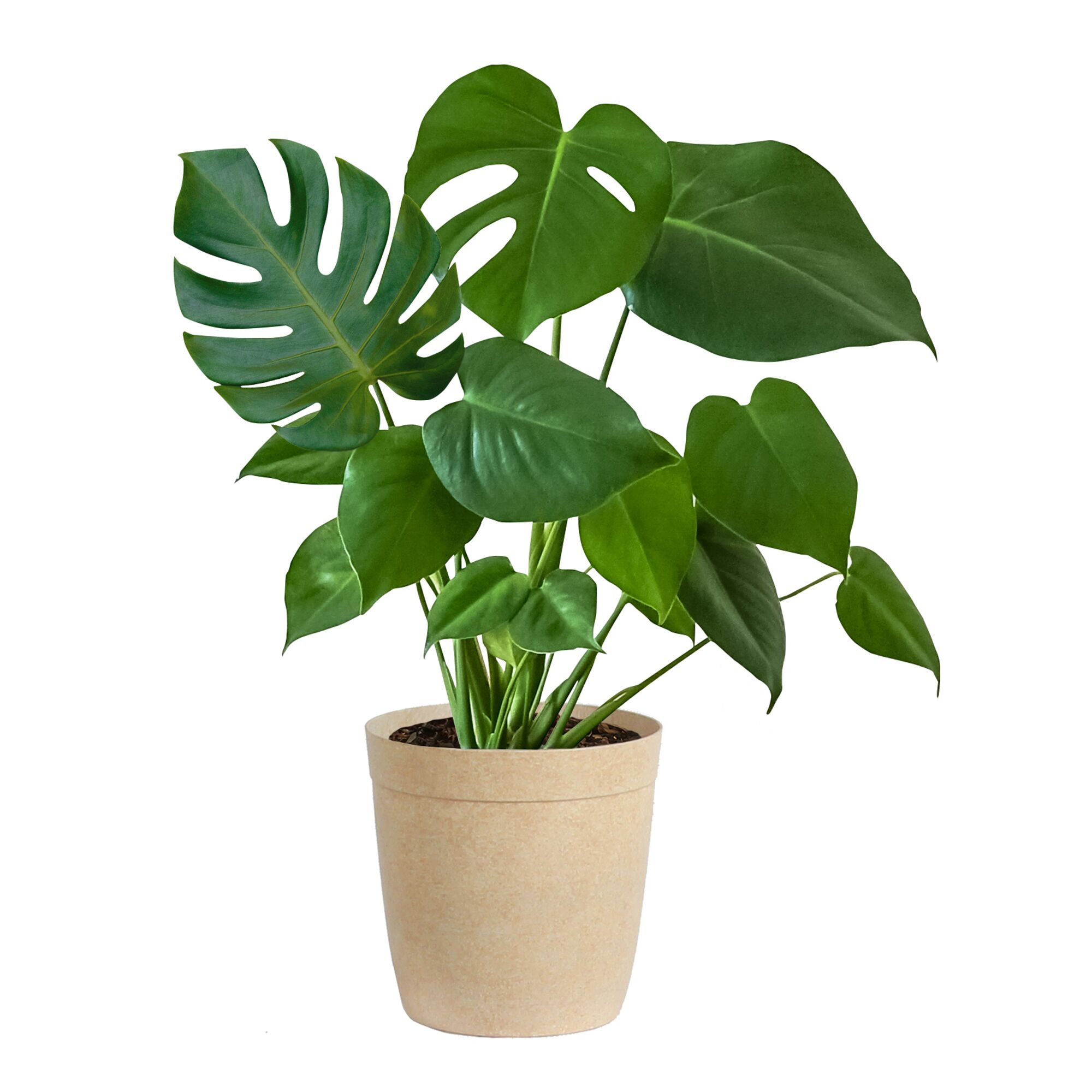Monstera in a pot from FastGrowingTrees.com.