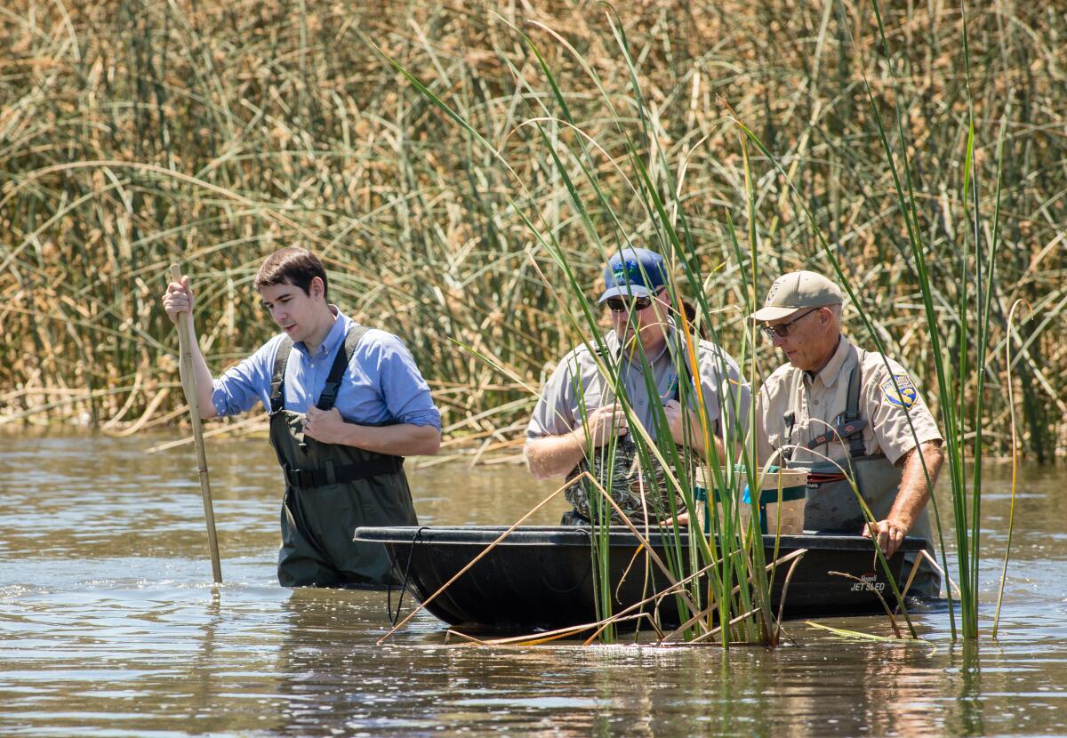 Rep. Josh Harder, left, wades through wetlands in Los Banos to check for the pesky nutria.