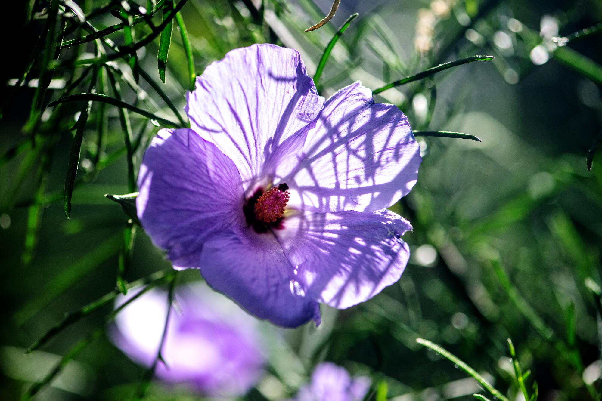 Closeup of a blue flower