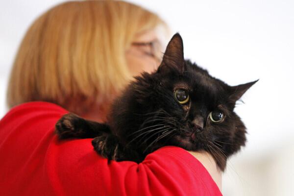 Boots -- cat adoption staves off euthanization