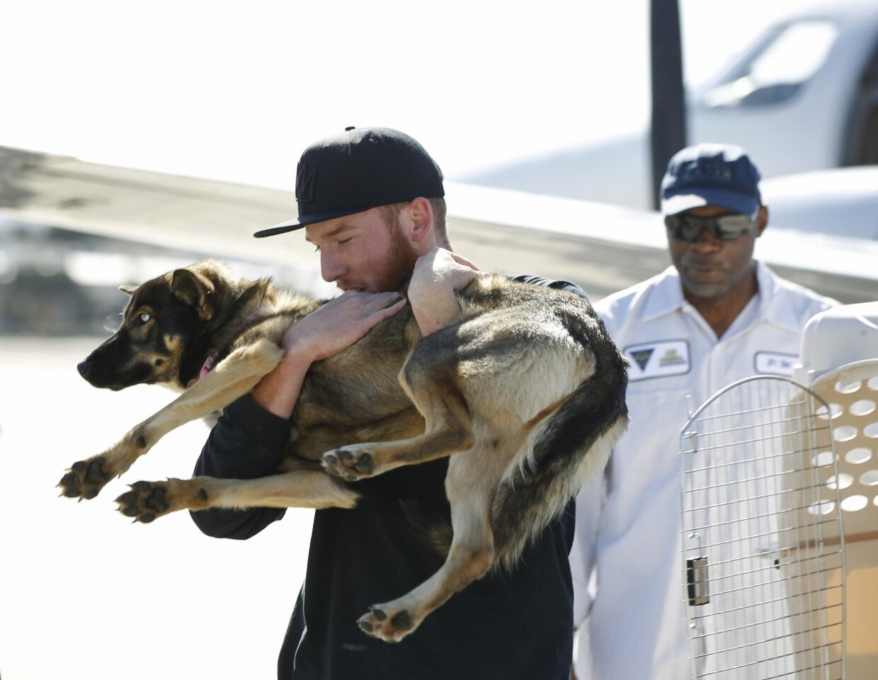 Luna, a 1 1/2-year-old female German Shepherd and husky mix that fell off a fishing boat in February and found yesterday on San Clemente Island, is picked up by Conner Lamb, a friend of the boat's captain who owns the dog.