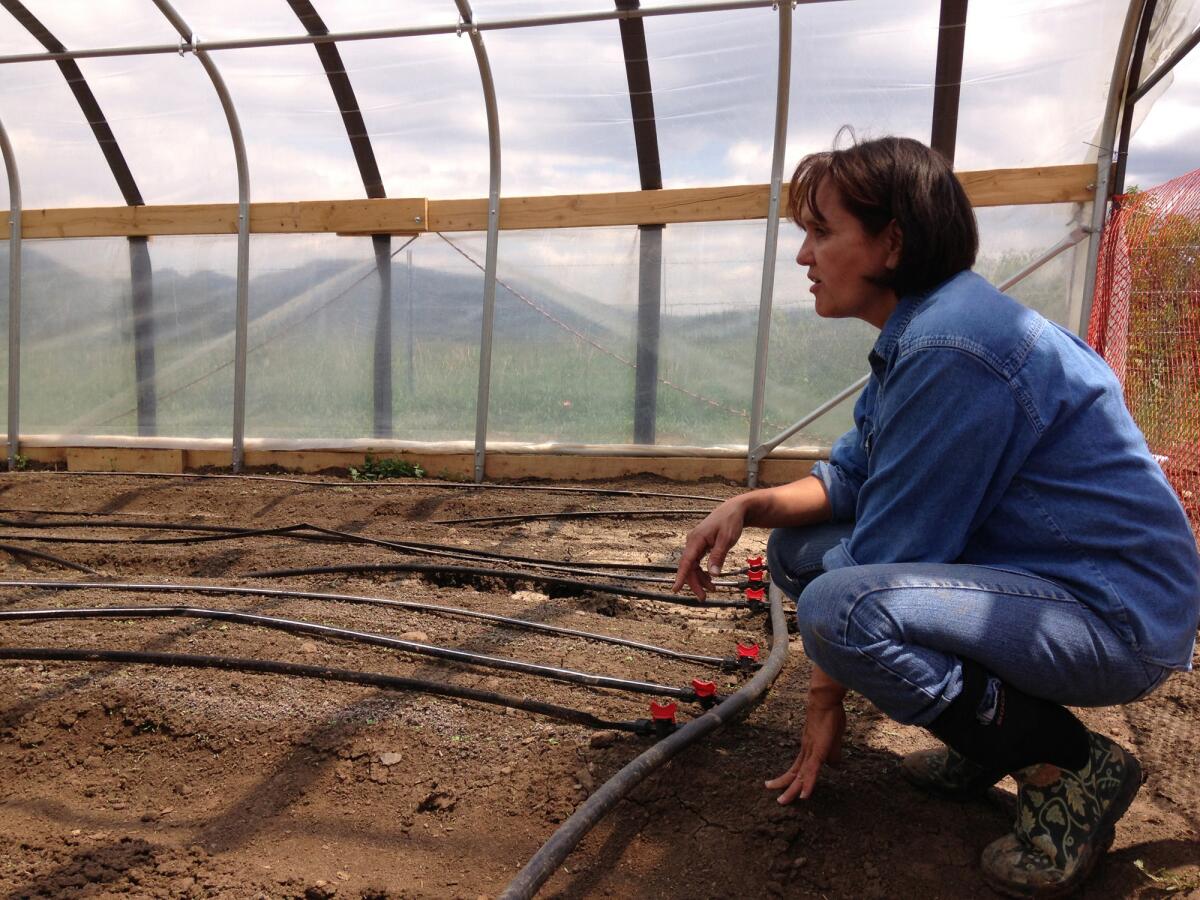 Although reluctant, Peggy Boney agreed to try drip irrigation on a small plot of land. It's the first time such irrigation is being considered for wide use in the county.