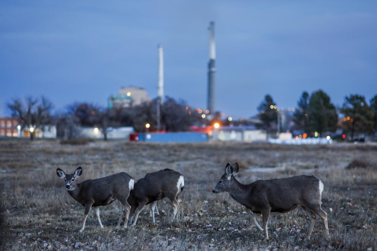 Mule deer roam through the Montana town of Colstrip, not far from the coal-fired power plant.