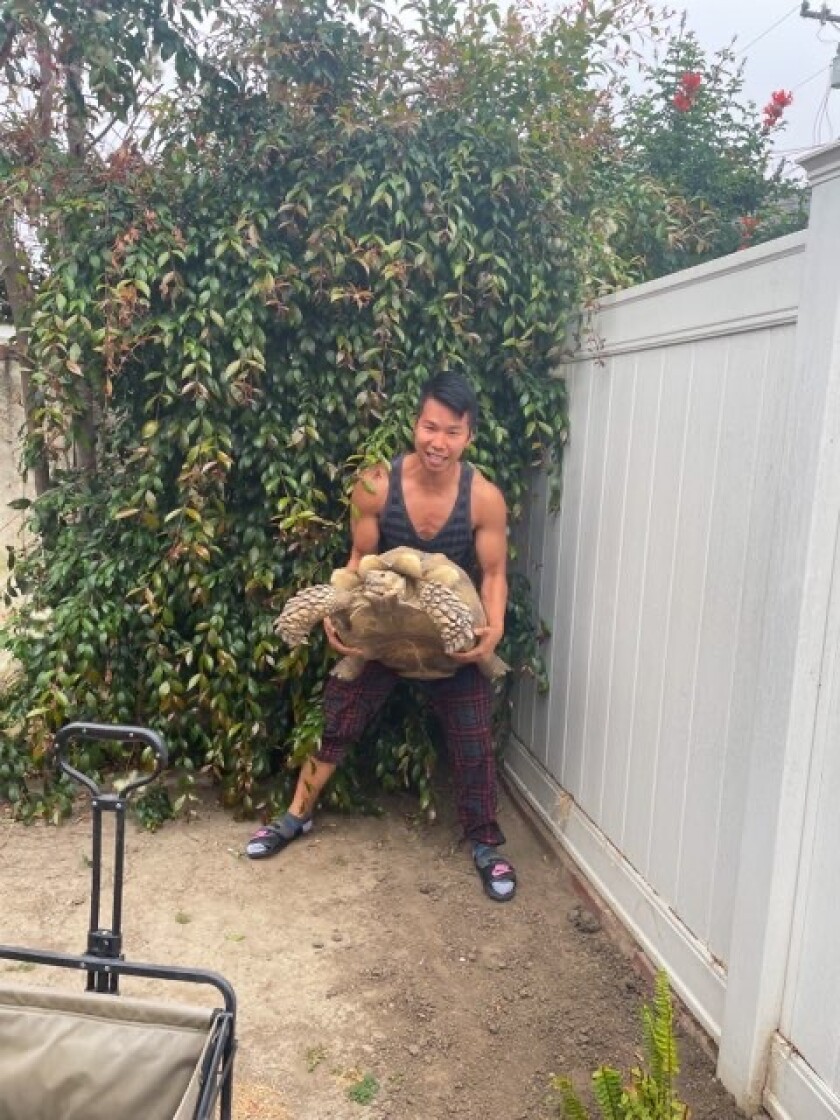 A man picks up a giant tortoise.