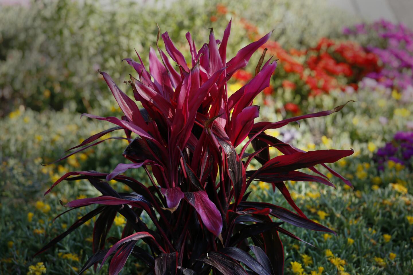 This Burbank drought garden is anything but dull