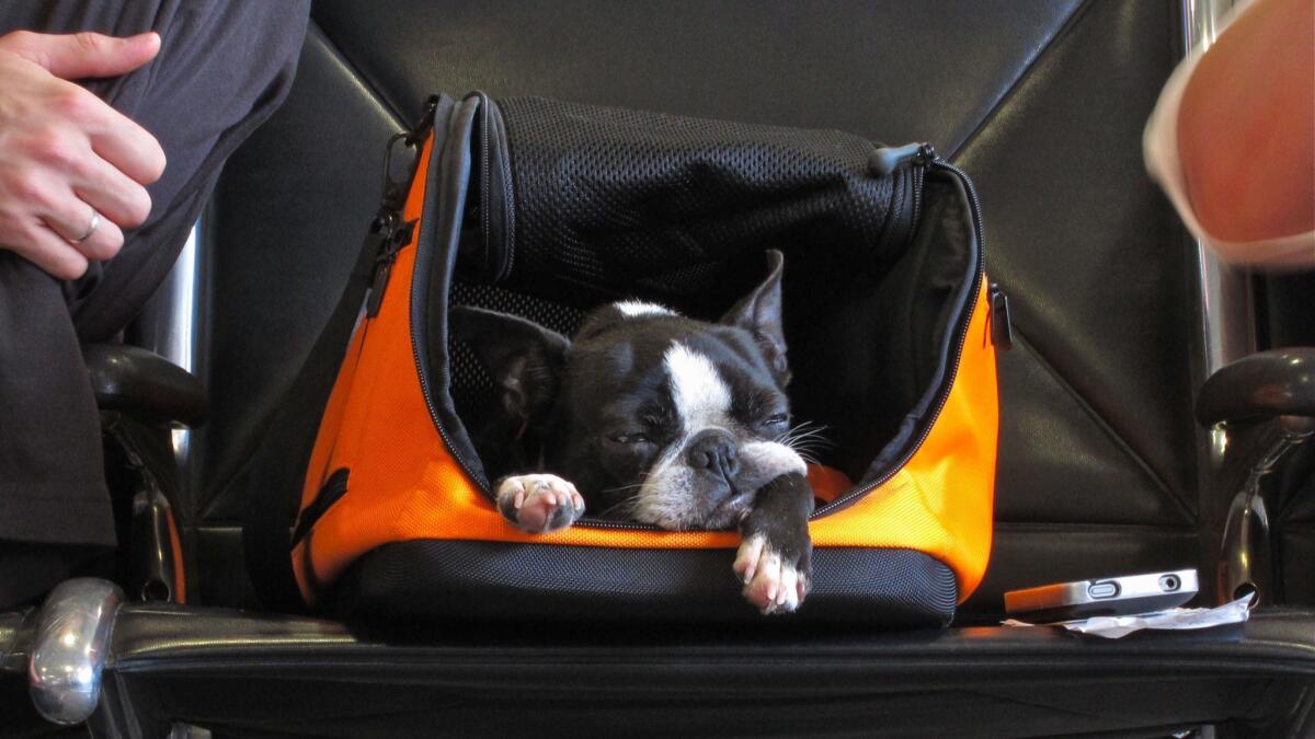 Dog rests in its carry-on container at airport.