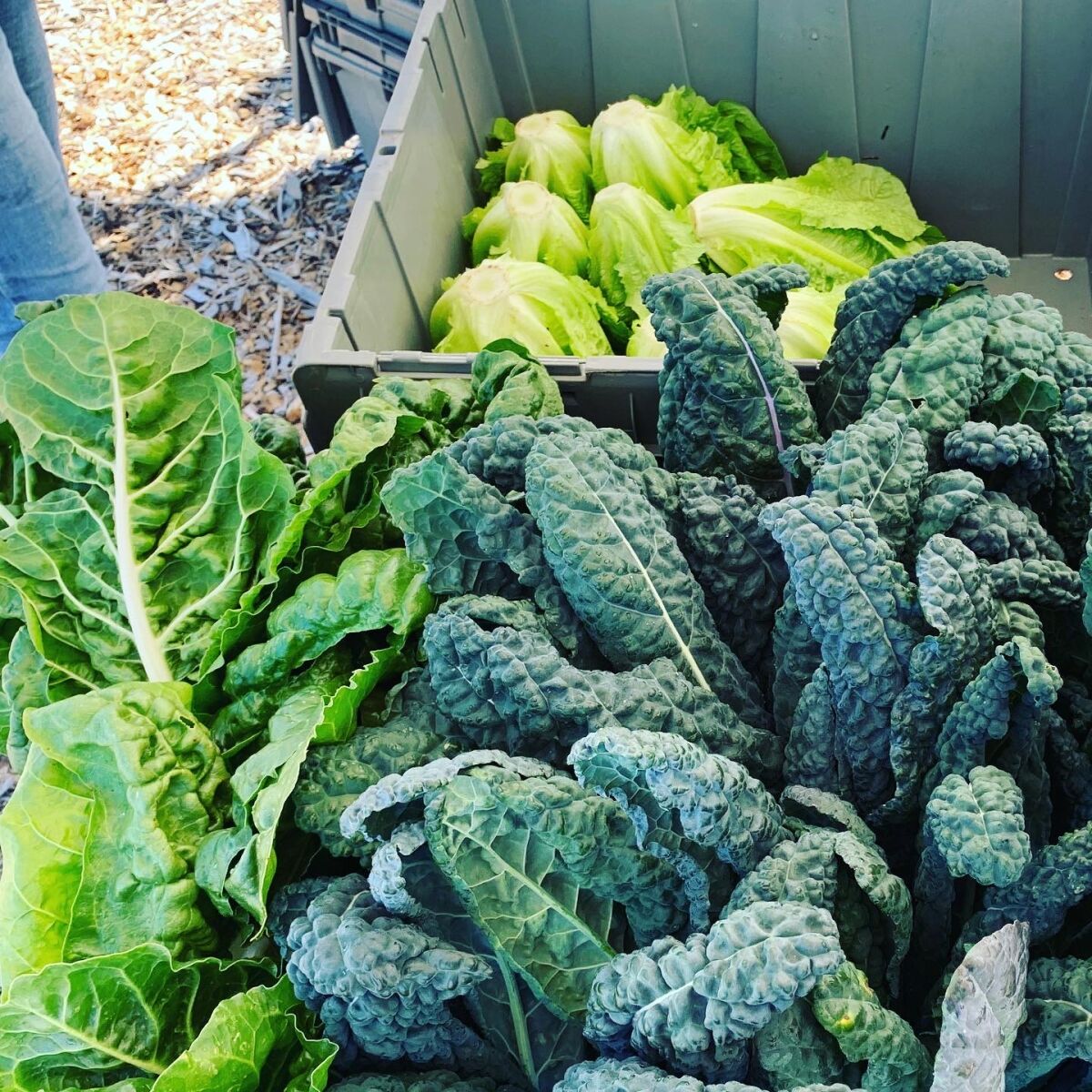 Romaine, kale and chard harvested for Encinitas district families.