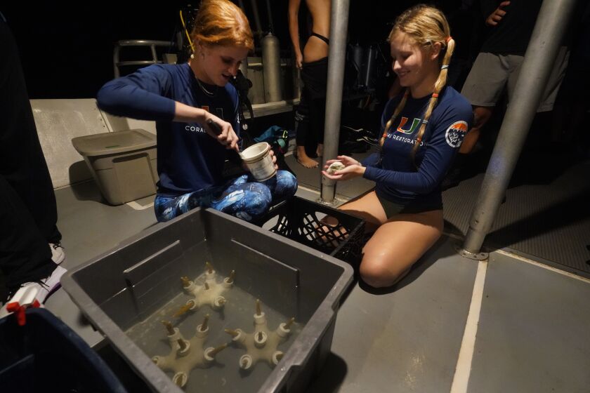 Los estudiantes de la Escuela de Ciencias Marinas y Atmosféricas de la Universidad de Miami Devon Ledbetter, izquierda; y Avery Boals mezclan pegamento para adjuntar pedazos de coral a un arrecife en un buceo nocturno para inspeccionar corales en Cayo Vizcaíno, Florida, el 15 de agosto del 2022. (AP Foto/Wilfredo Lee)