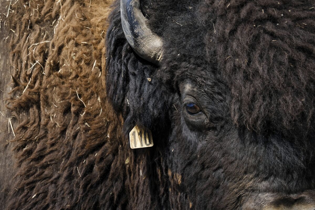 Un bisonte con una etiqueta de los supervisores de la manada de la Nación Cheroqui en Bull Hollow, Oklahoma