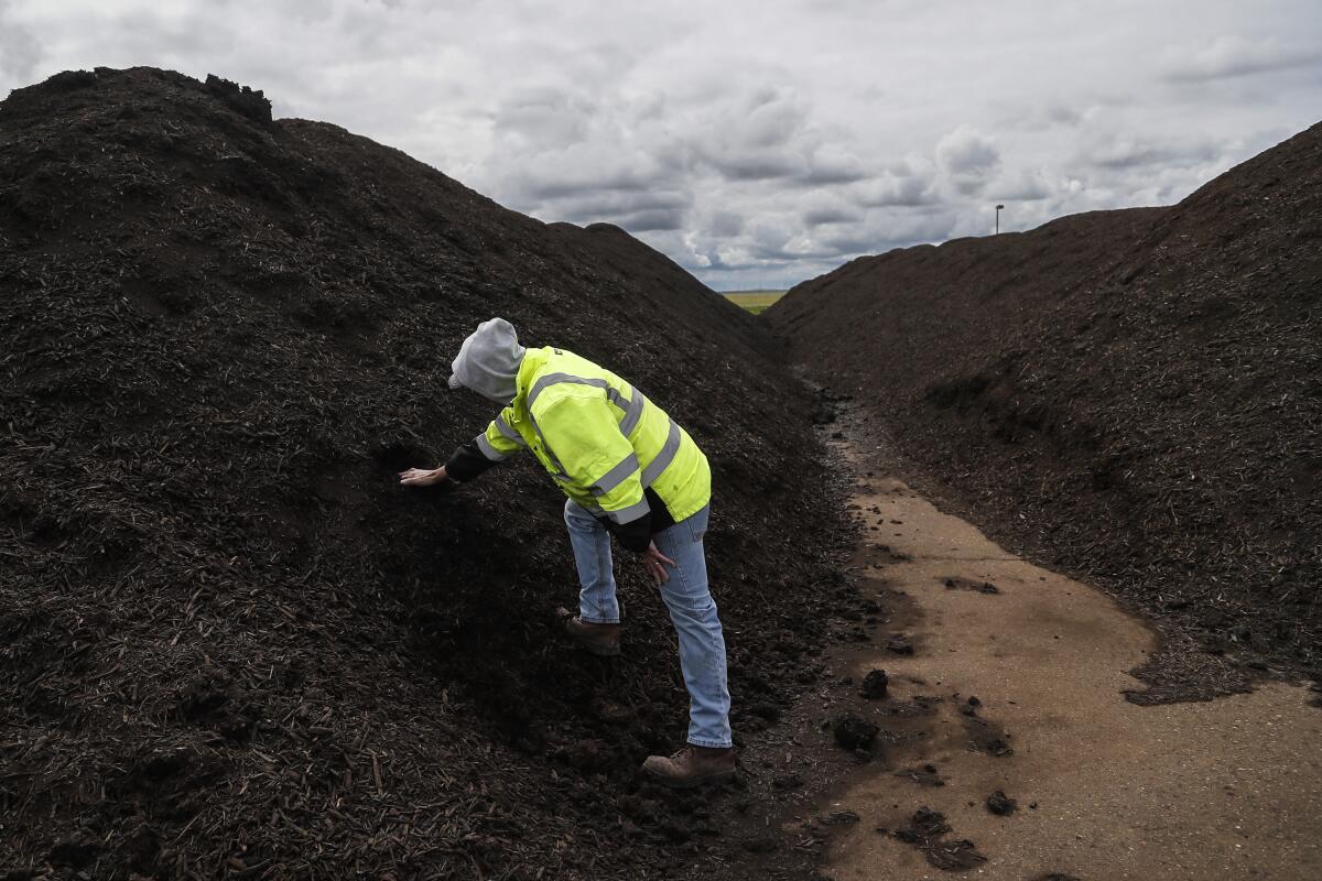 Tulare Lake Compost facility superintendent Richard Kish digs for a sample of processed compost