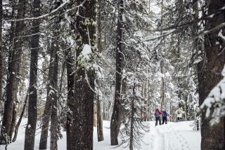 People snowshoe along the Pacific Crest Trail at Donner Summit California State Snopark in Soda Springs, Calif., Friday, Jan. 12, 2024. (Stephen Lam/San Francisco Chronicle via AP)