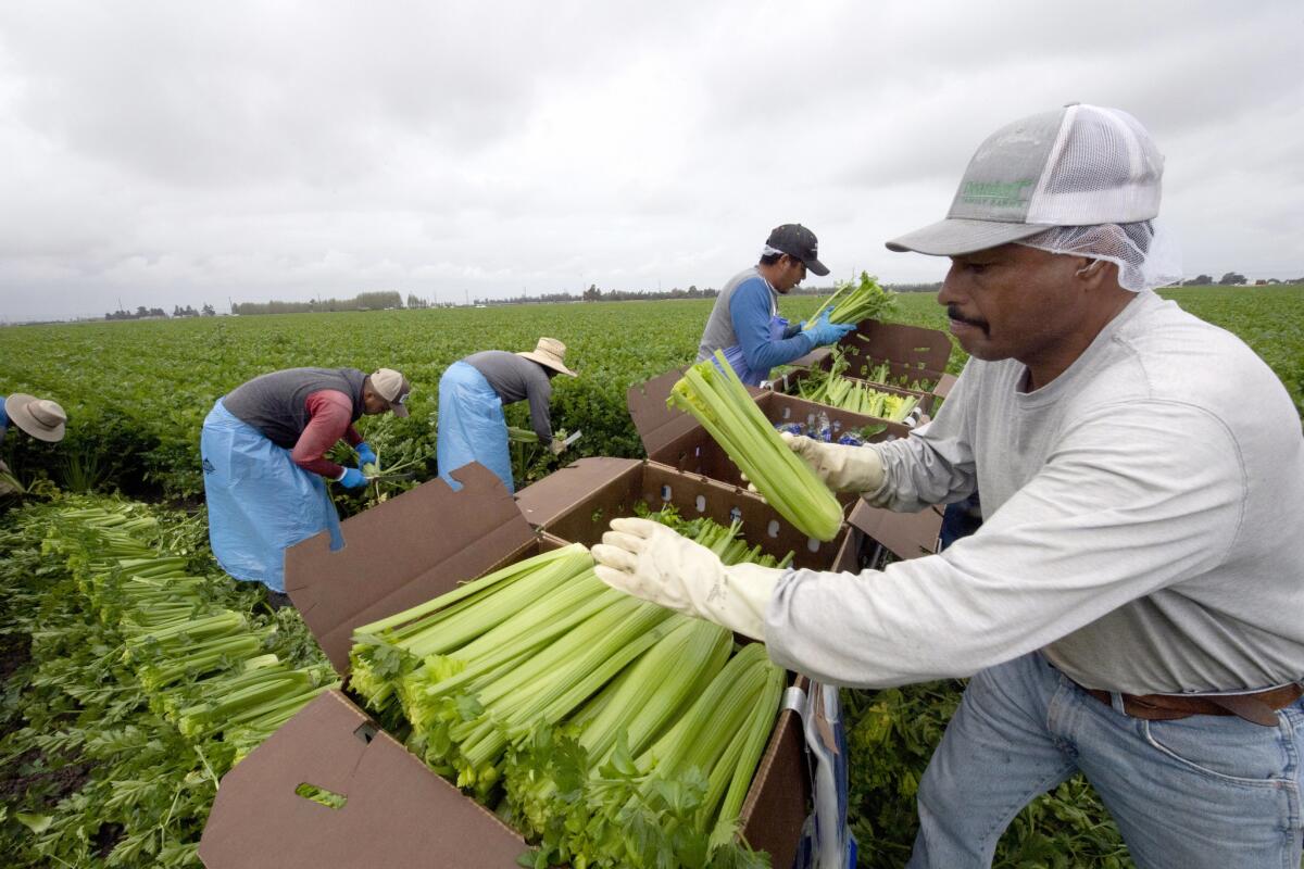Packing freshly harvested celery in the field at Deardorff Family Farms in Oxnard in late April.