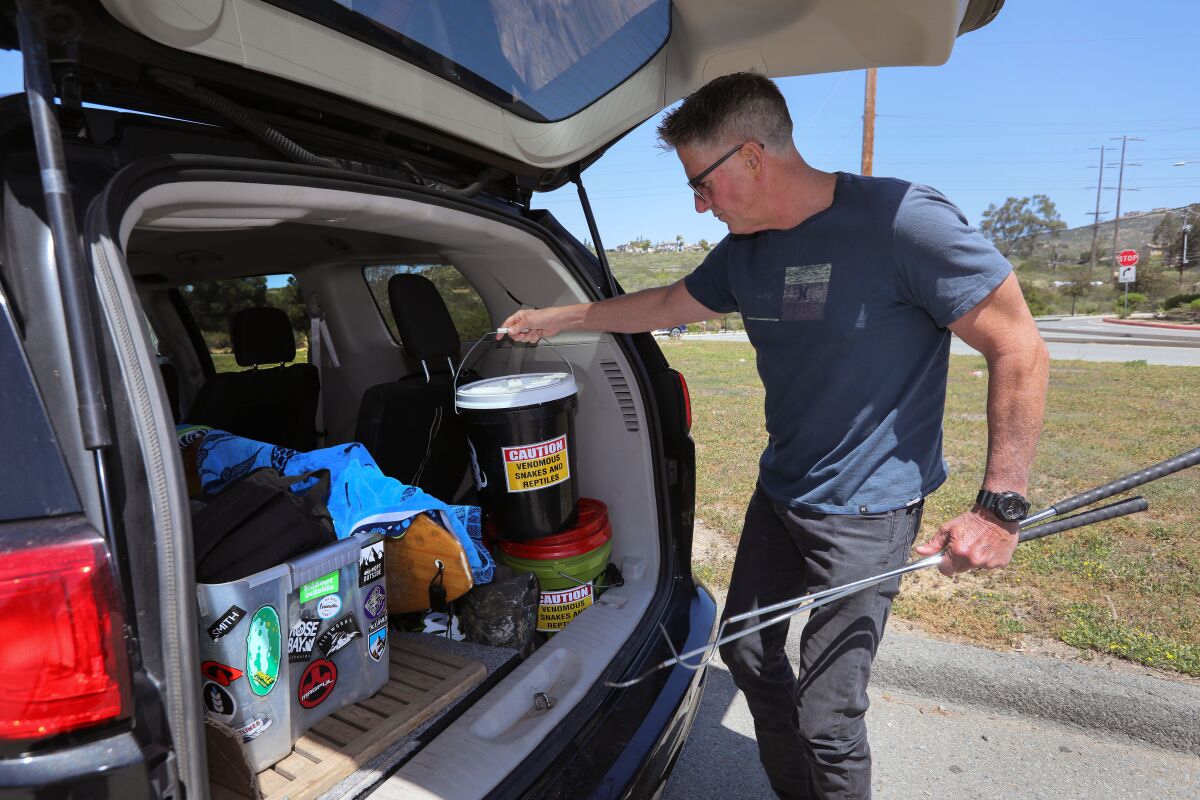 Snake wrangler Bruce Ireland removes a bucket from his SUV carrying two Southern Pacific rattlesnakes.