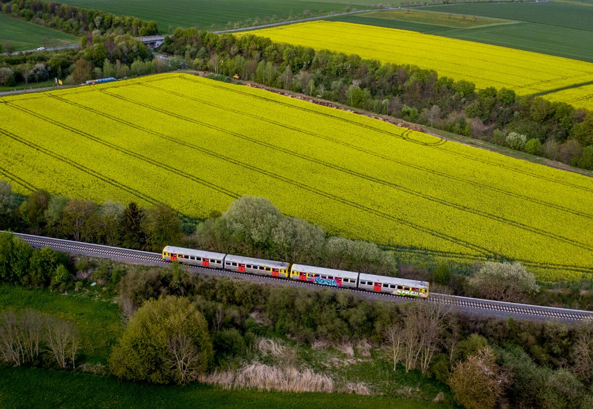 File---File photo shows regional train passes fields of rapeseed plants in Wehrheim near Frankfurt, Germany, Monday, May 2, 2022. (AP Photo/Michael Probst,file)