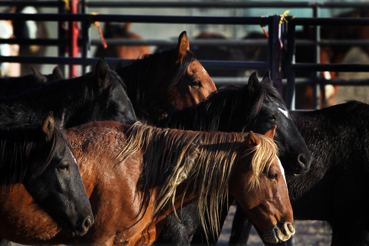 A wild horse roundup in Nevada.