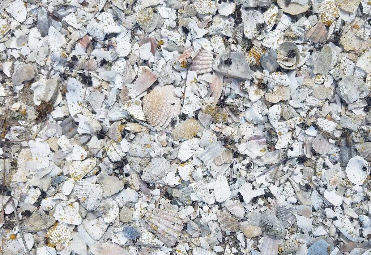 Scattered shells at a nesting site on FAA Island help hide California least tern eggs from predators.