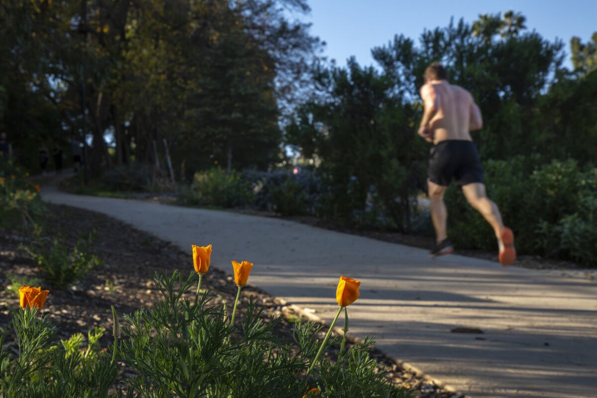 A jogger passes a small patch of California poppies as he goes up Armstrong Avenue around Silver Lake Reservoir.