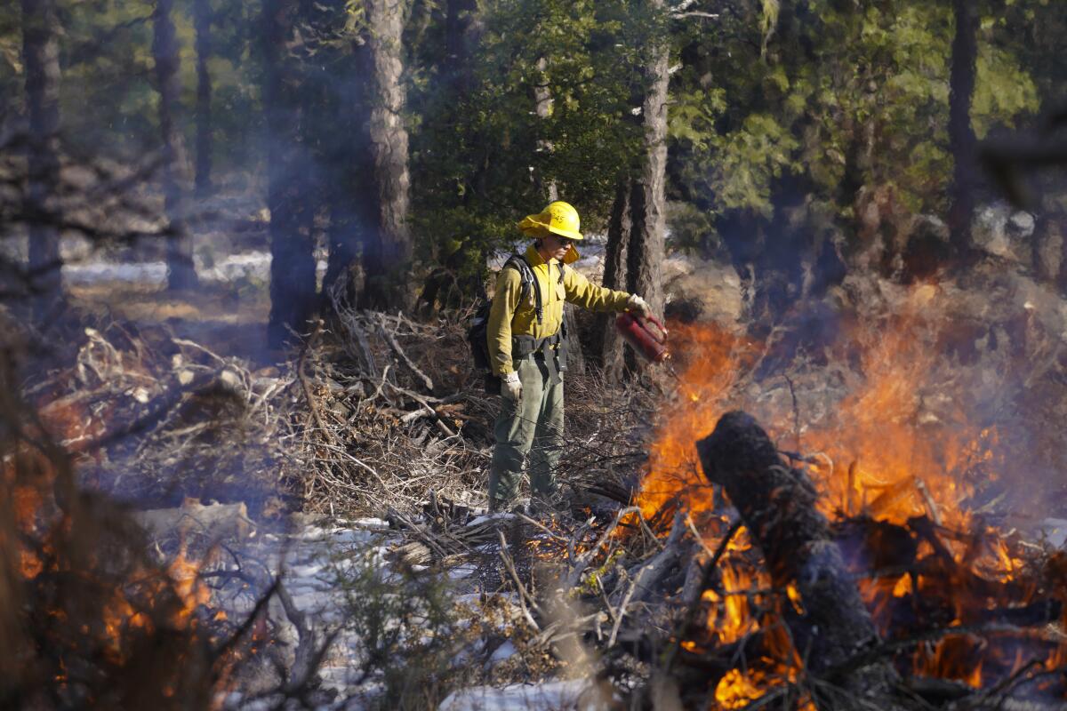 A firefighter uses a torch to ignite prescribed pile burns.