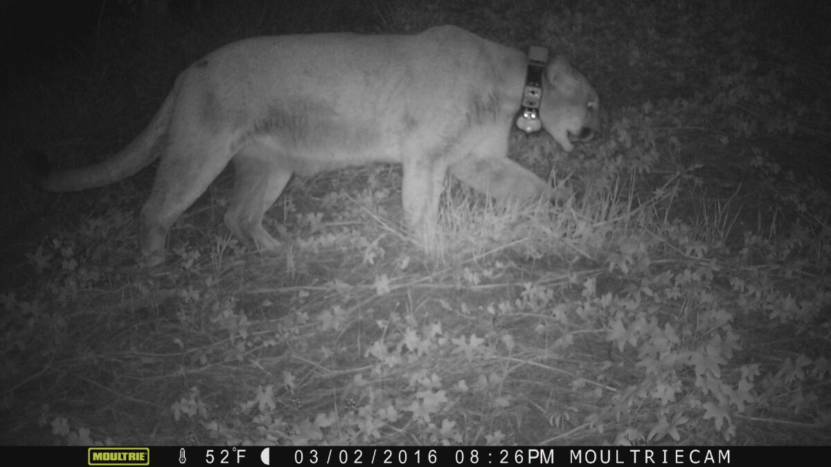 An image of P-22 near the Los Angeles Zoo on March 2, 2016. 