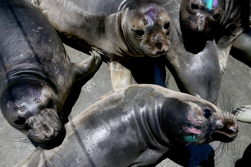 San Pedro, CA - Marine mammals are penned in as they recuperate at the Marine Mammal Care Center in San Pedro on Tuesday, June 20, 2023. More than 1,000 marine mammals have gotten sick or died this month due to toxic algae blooms along the coast of Southern California, according to the National Oceanic and Atmospheric Administration. June 20: in San Pedro on Tuesday, June 20, 2023 in San Pedro, CA. (Luis Sinco / Los Angeles Times)