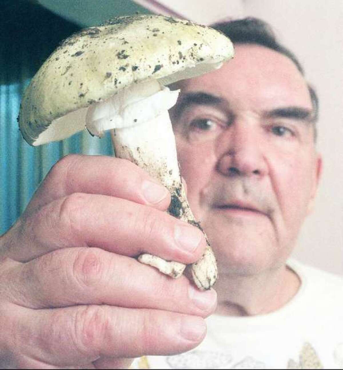 A mycological expert holds a death cap mushroom, a commonly found but poisonous mushroom in California