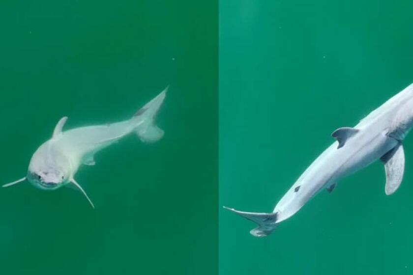 Images of white shark with a white film covering its body observed 0.4 km off the coast of Carpinteria, CA, USA (Carlos Gauna)