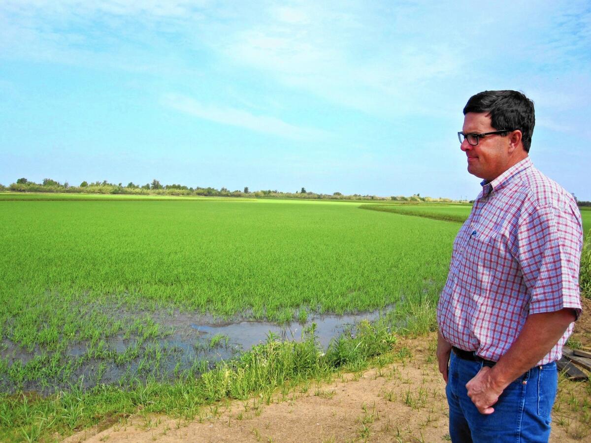 Charley Mathews Jr., a fifth-generation farmer in Marysville, surveys his rice paddies in the Sacramento Valley.