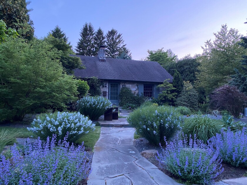 A gravel garden along the front walkway in a Pennsylvania yard includes bluestar and catmint.