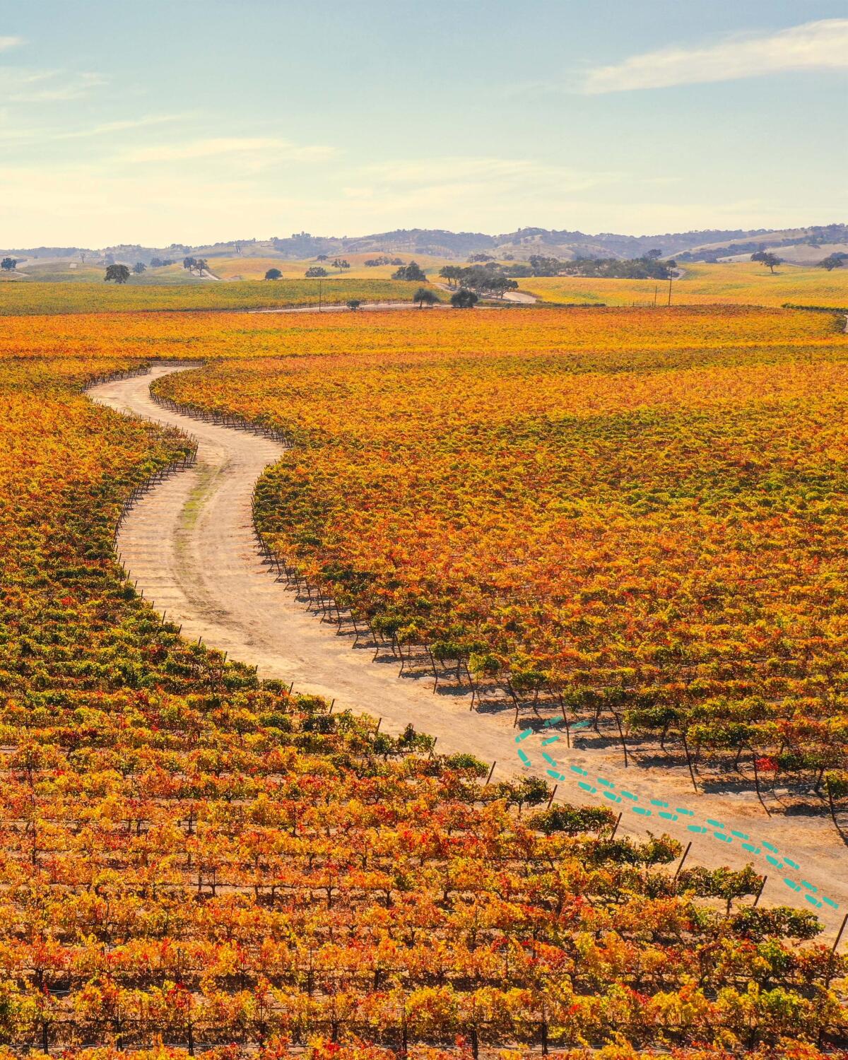 Vineyards in Paso Robles, California