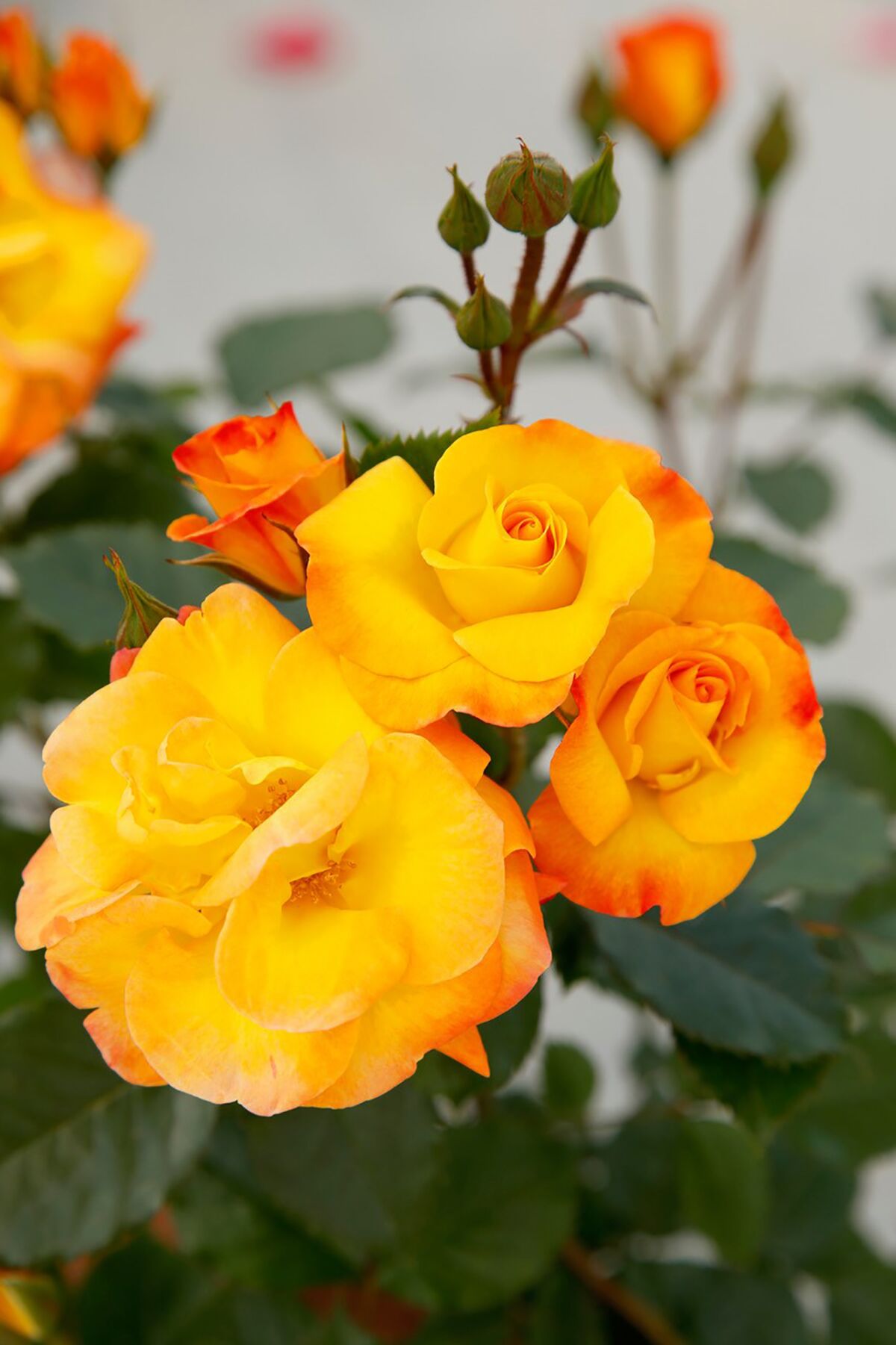 'Fiesta Verandah' is a floribunda with strong bright orange and yellow colors and dark green foliage.