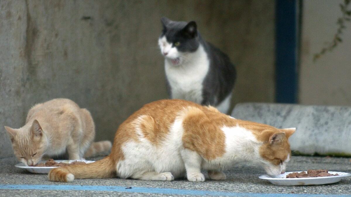 Cats eat near Harbor UCLA Medical Center in Torrance.