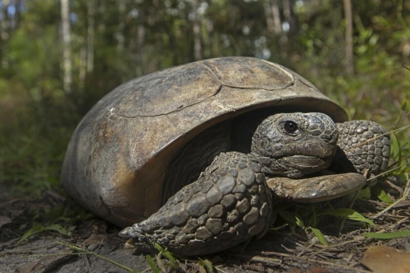 FILE - This photo provided by the U.S. Fish & Wildlife Service shows a gopher tortoise at San Felasco Hammock Preserve State Park in Gainesville, Fla. The Biden administration and industry groups pledged Thursday, March 23, 2023, to promote logging practices and research intended to protect imperiled species, such as the gopher tortoise, on private forest lands. (U.S. Fish & Wildlife Service via AP, File)