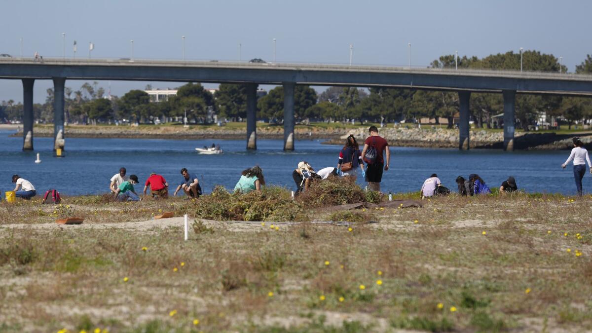 Volunteers on Sunday helped the San Diego Audubon Society with the California Least Tern restoration project.