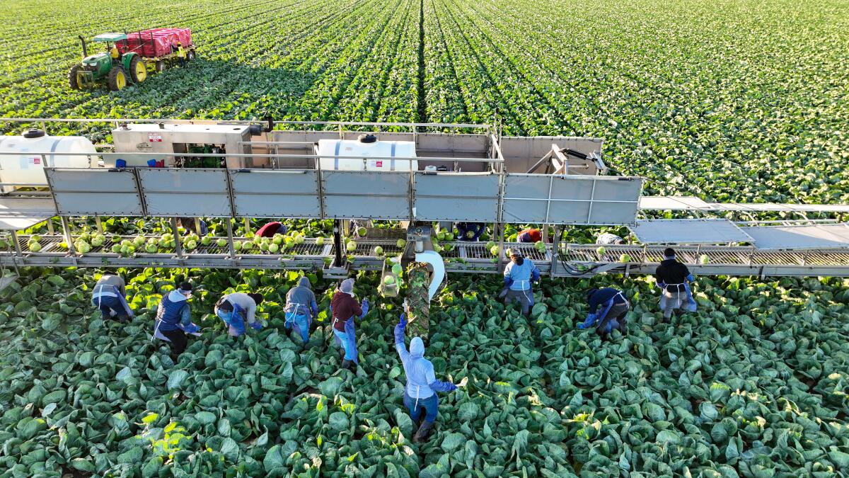 Vessey & Co. farmworkers harvest green cabbage in November.