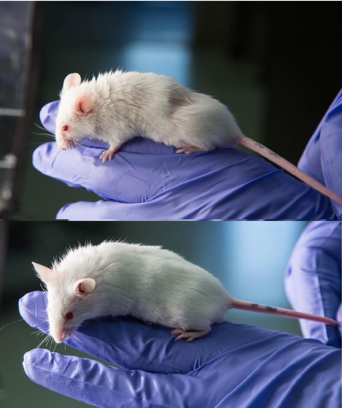 Top: A mouse from a strain bred to age rapidly, treated with the potential Alzheimer’s drug j147, scores better on cognitive tests and presents a younger metabolic profile than untreated mice. Bottom: Mouse from the same strain, untreated, shows a more ruffled coat, and more metabolic signs of aging than the treated mouse.