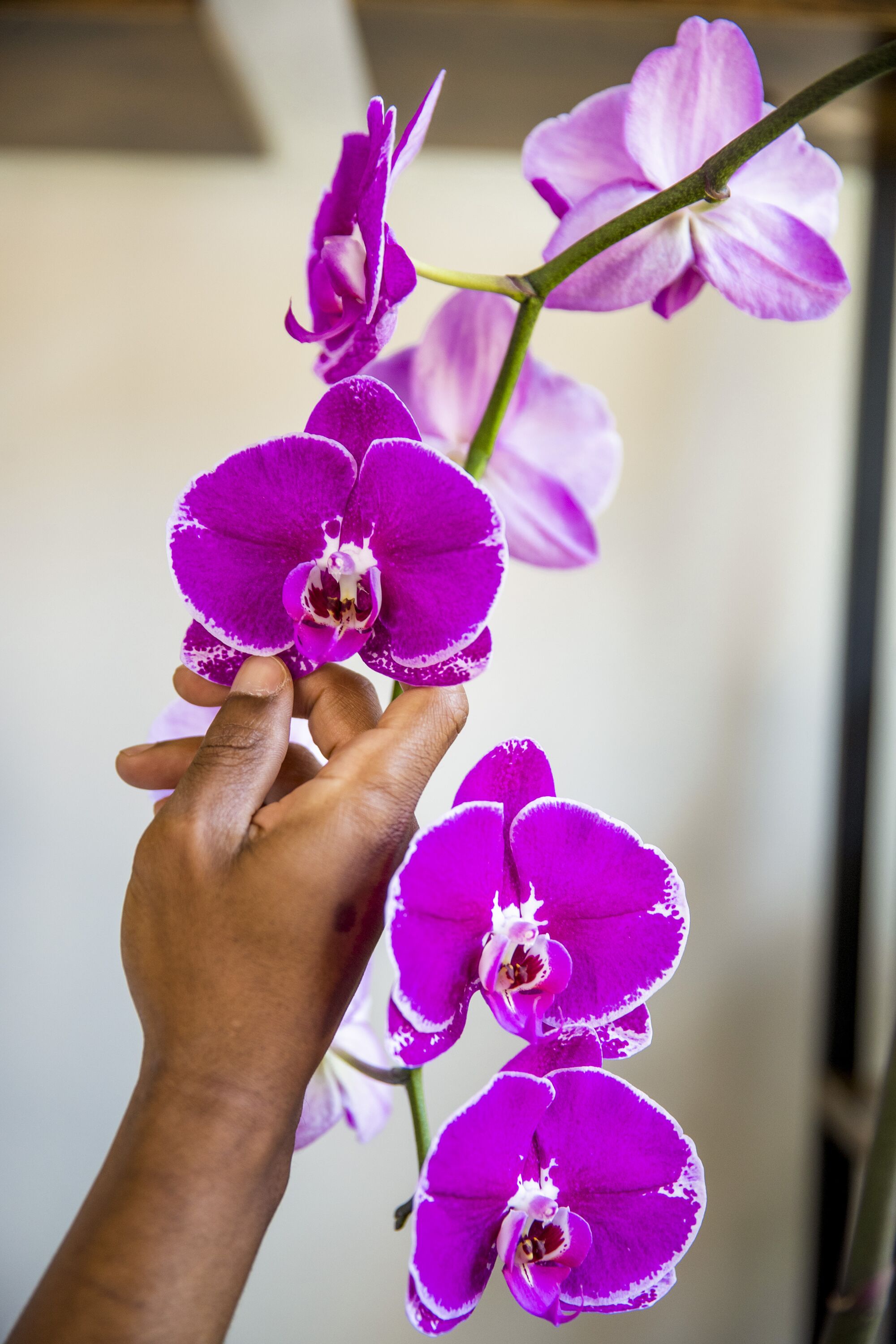 A hand reaches up to the purple flowers of an orchid.