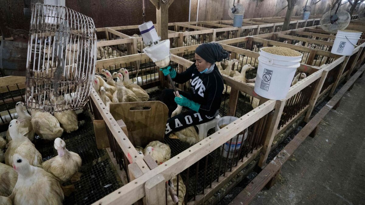 An employee feeds a duck at Hudson Valley Duck Farm in Ferndale, N.Y. The U.S. Supreme Court upheld California's foie gras ban, ending a long legal battle between animal rights activists and defenders of the delicacy.