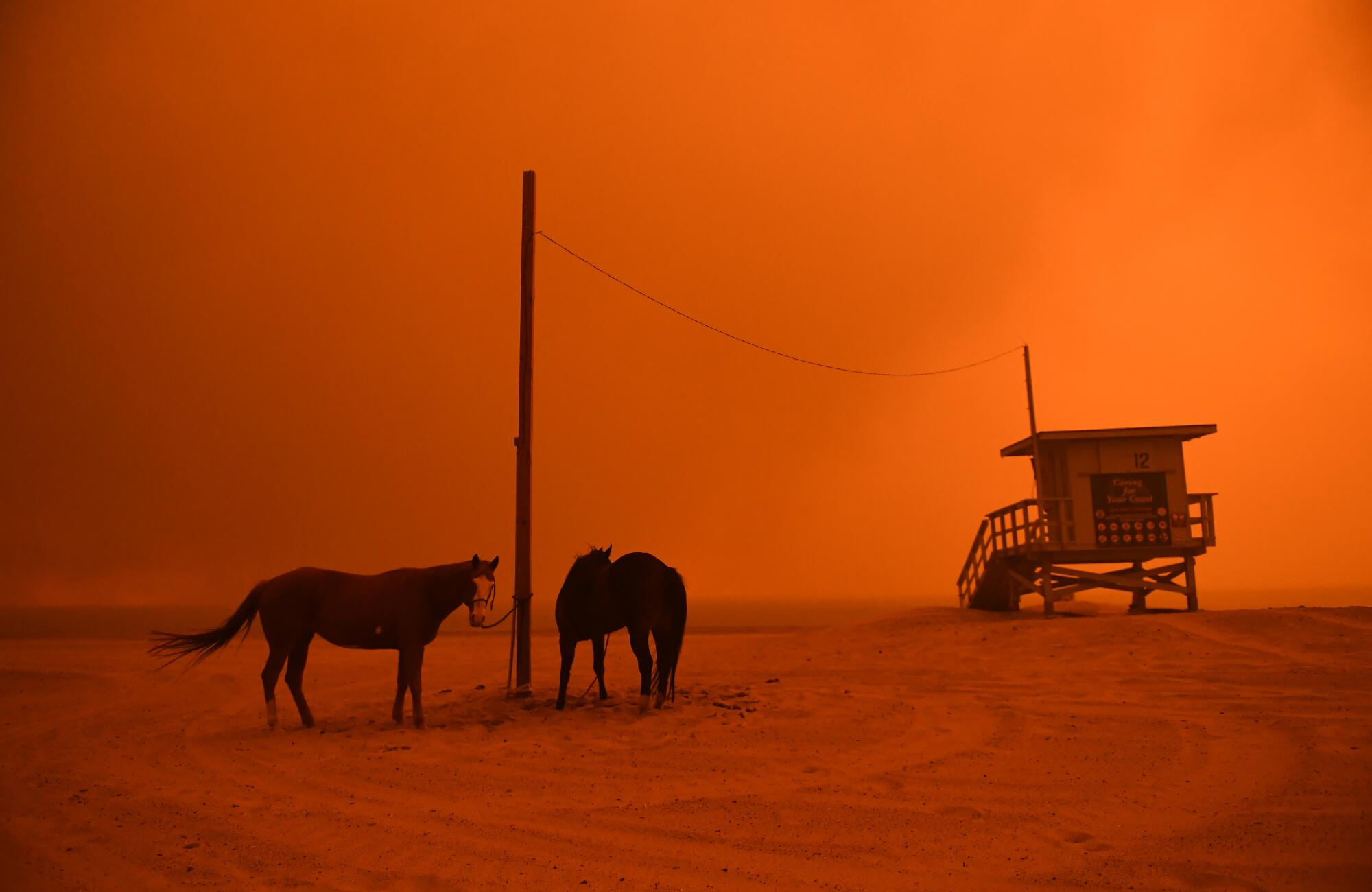 Horses are tied to a pole near a lifeguard station on a beach lighted by the orange glow of a fire.