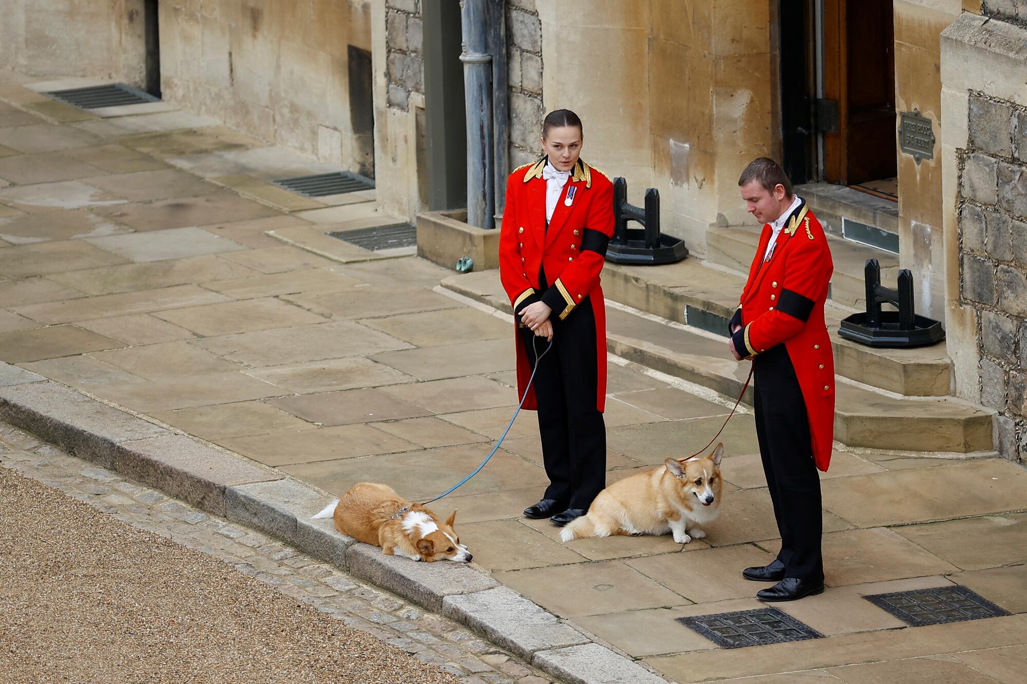 The royal corgis await the cortege ahead of the Committal Service for Queen Elizabeth II