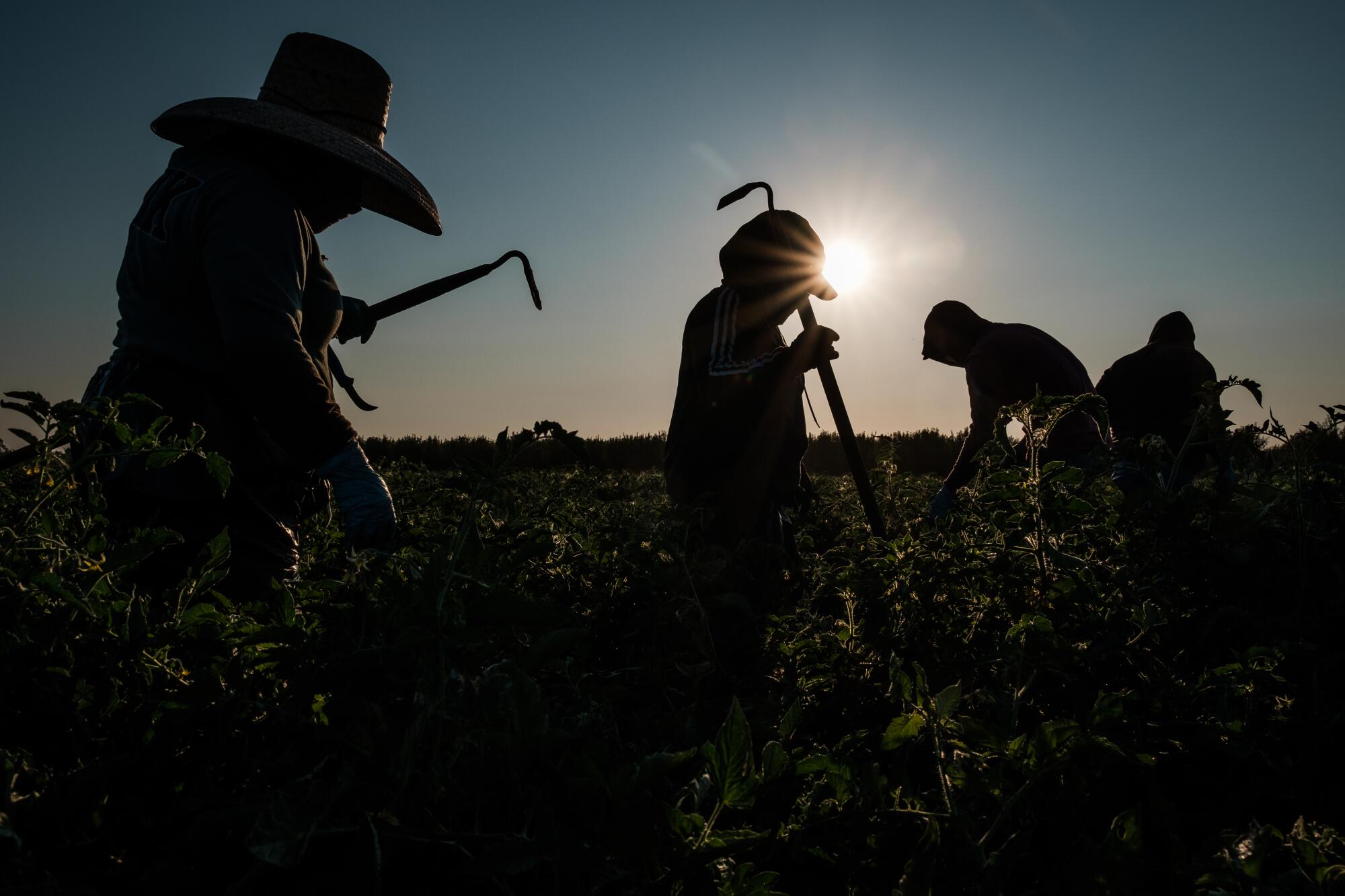 Farmworkers weed a tomato field in French Camp, Calif., on July 24, 2020. 
