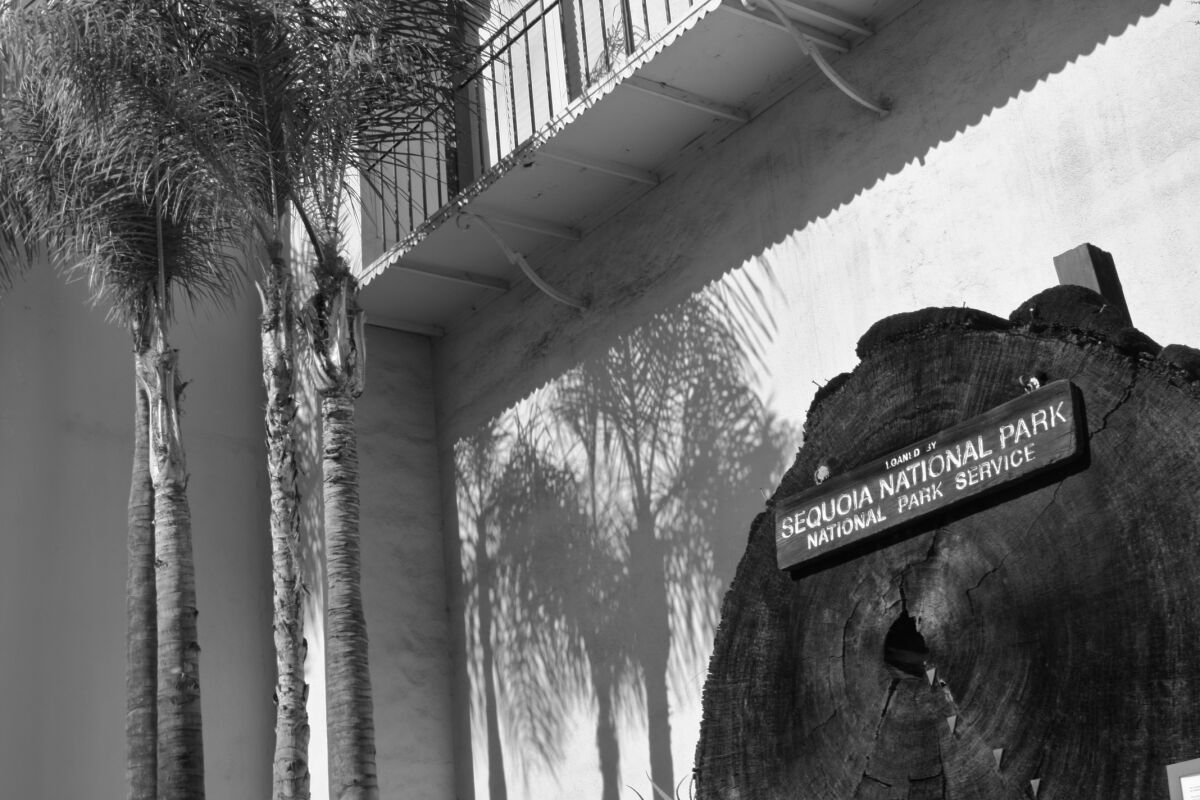 The cross section of a giant sequoia on display at the Automobile Clube of American on Figueroa Street.