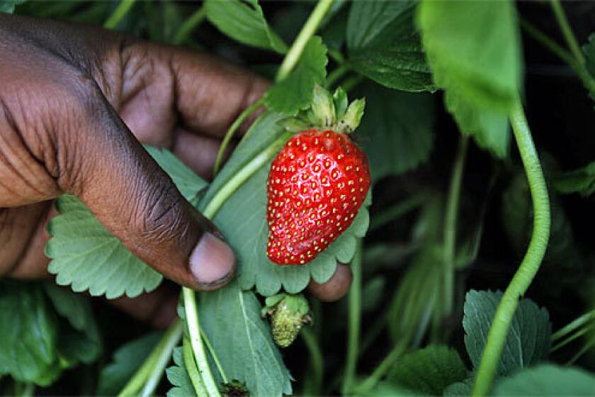 An organically grown strawberry.