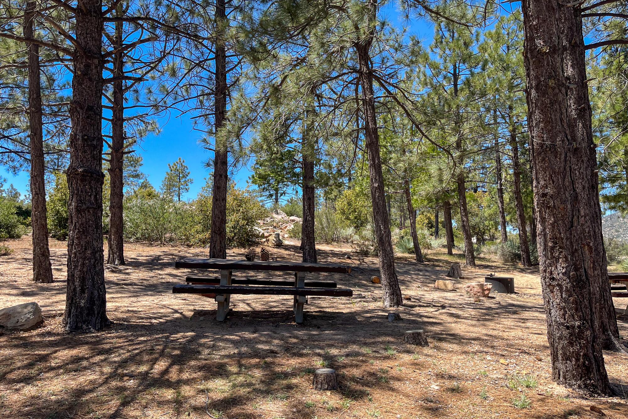 A picnic table in a campground surrounded by pine trees of varying sizes