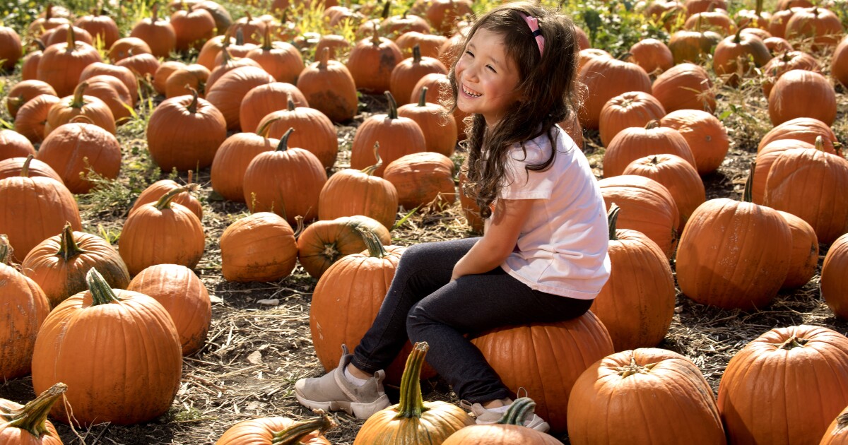 Los Angeles pumpkin patches Cal Poly Pumpkin Fest Los Angeles Times